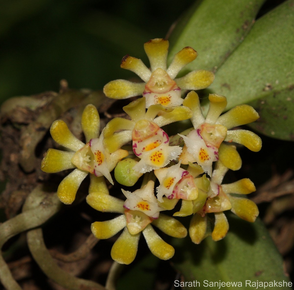 Gastrochilus acaulis (Lindl.) Kuntze